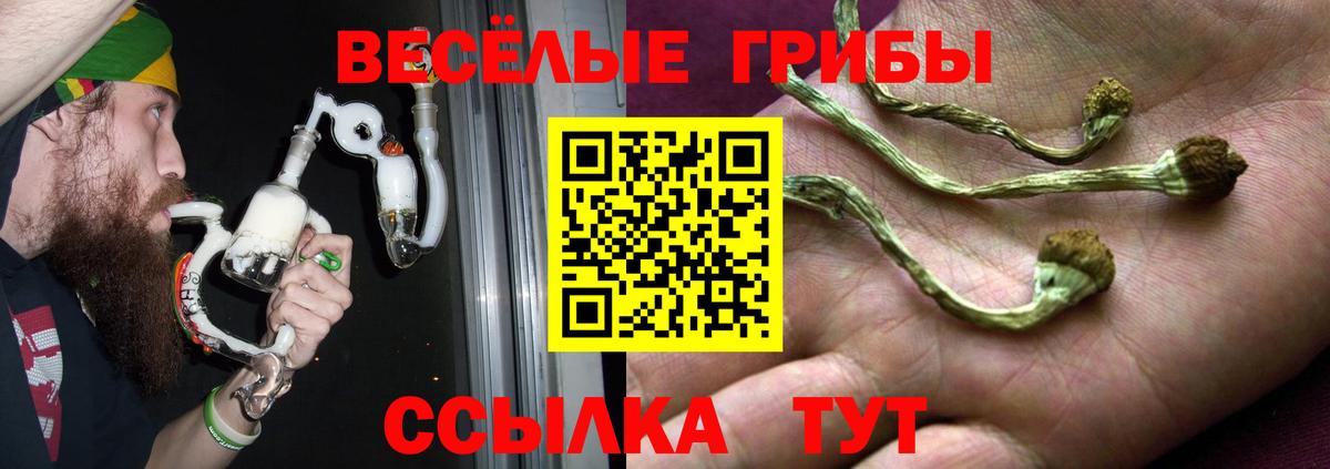 Псилоцибиновые грибы Psilocybine cubensis  купить   Чита  Псилоцибиновые грибы мицелий  Вход с VPN 
